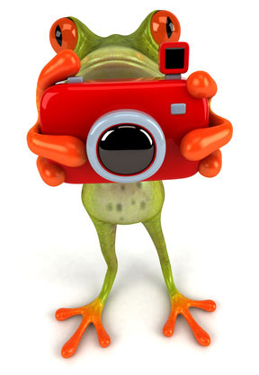 Grenouille Photo